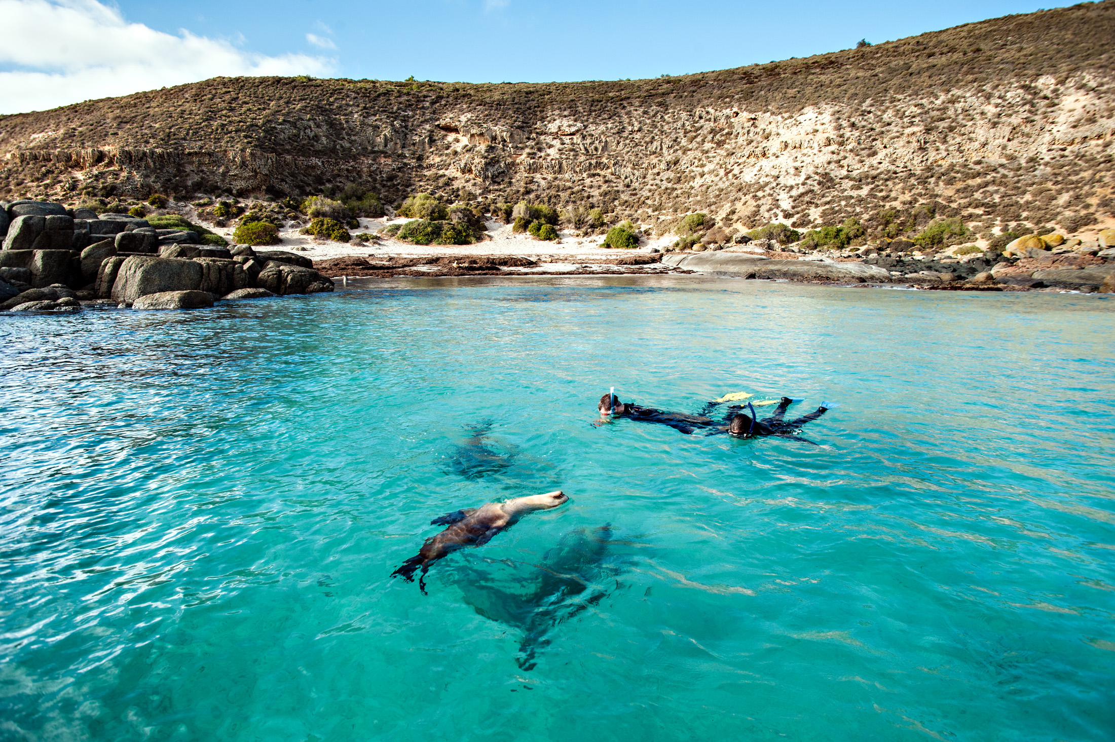 Great White Shark Shoot Out Expedition (4 Nights/5 Days) 2020
